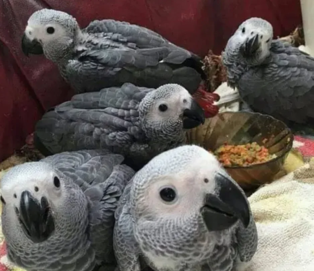 African Grey Parrots for Sale Near New Jersey