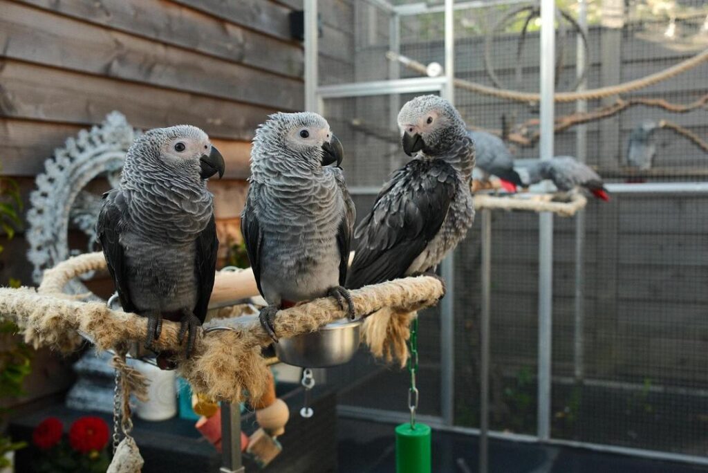 african grey parrots for sale