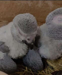 baby african grey for sale