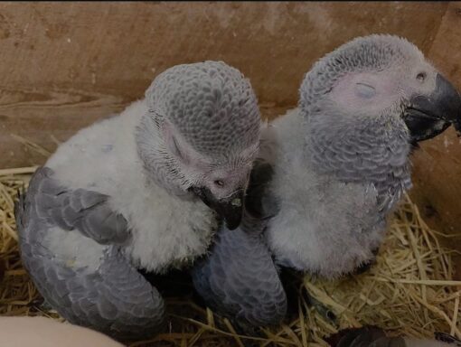 baby african grey for sale