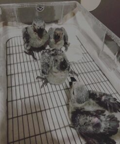 Female Baby African Grey For Sale