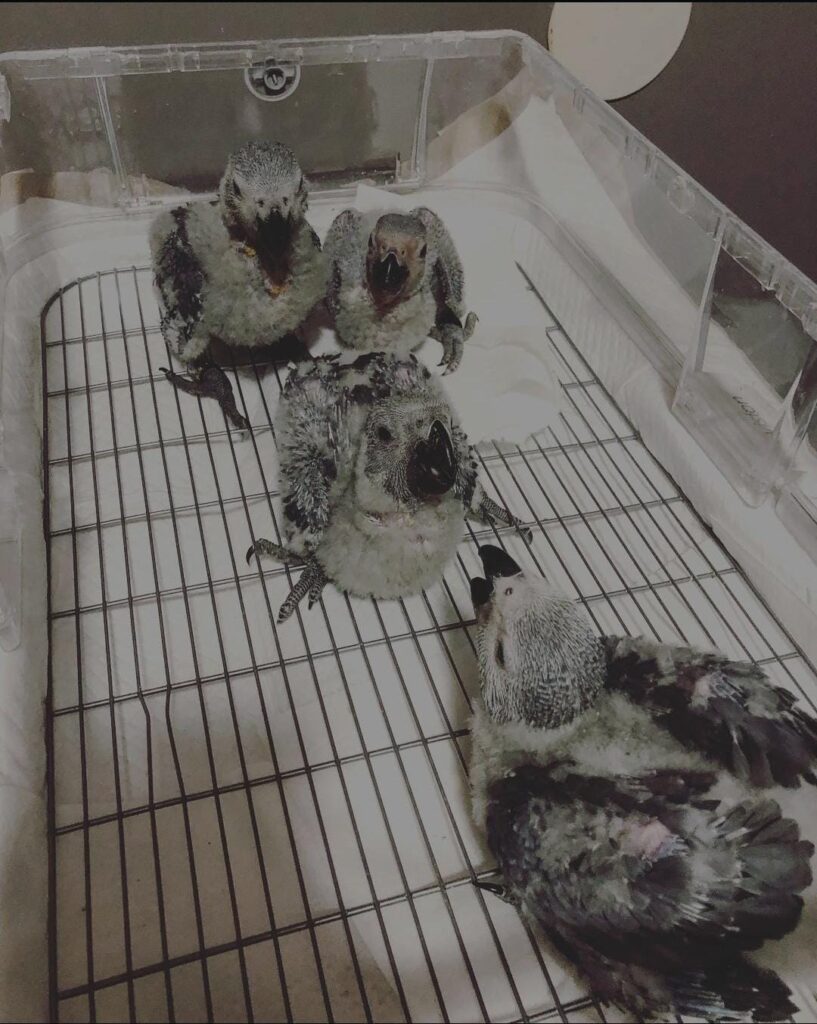 african grey parrot price in usa