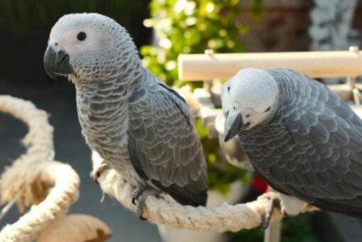 Cheap African Grey Parrots For Salev