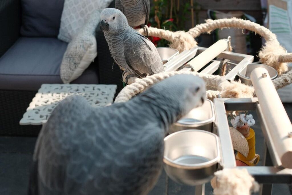 african grey parrot price in usa