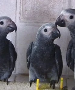 African Grey Parrot delivery USA