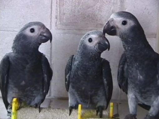 African Grey Parrot delivery USA