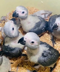 White African Grey Parrot For Sale California