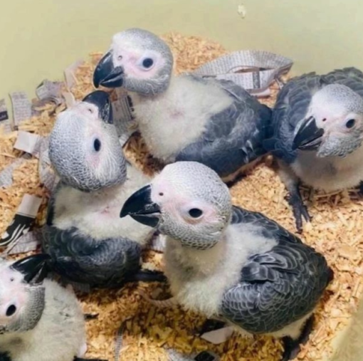 White African Grey Parrot For Sale California
