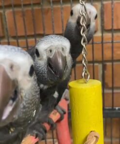 African Grey Parrots for Sale in Texas