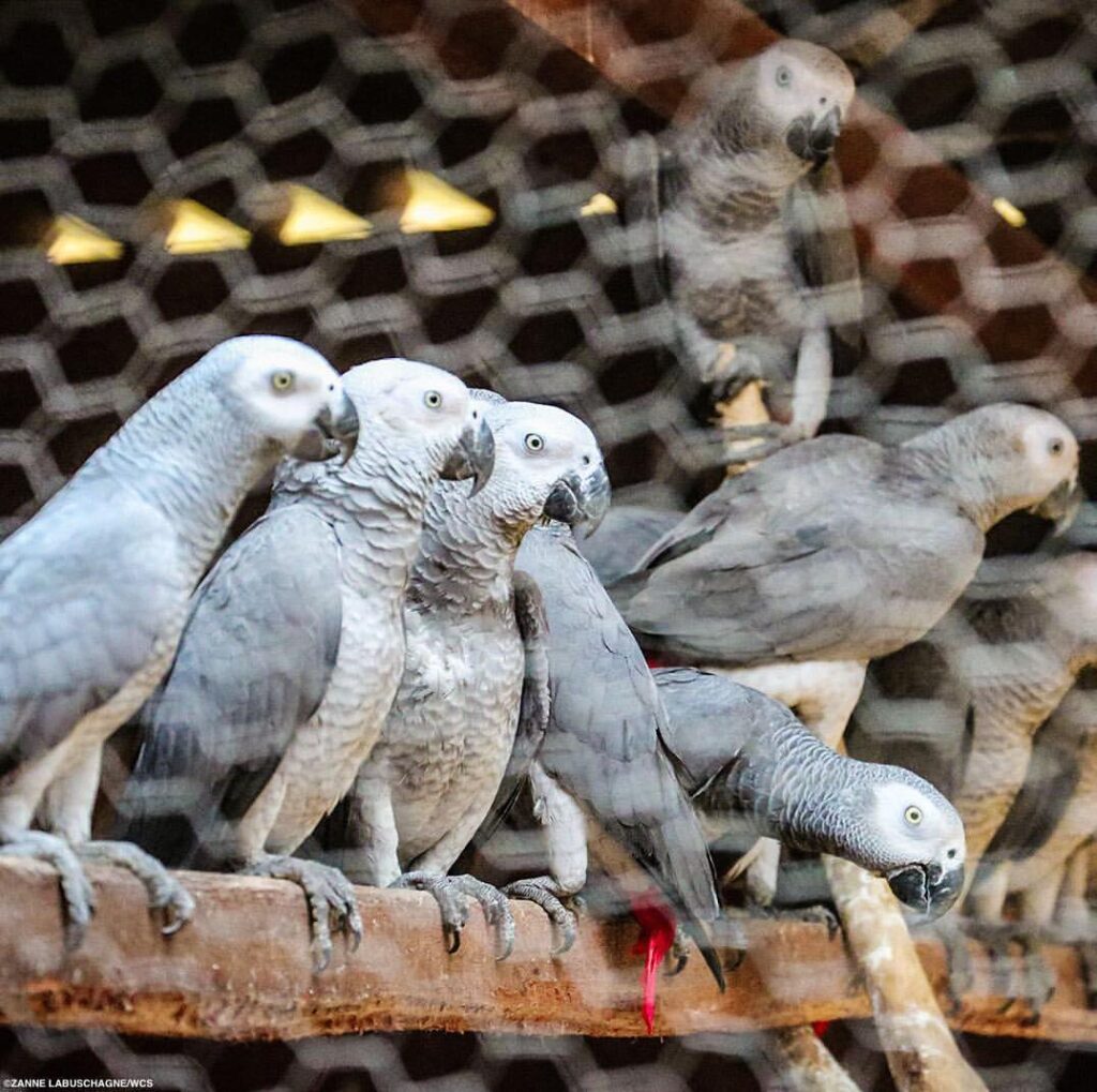 Cheap Congo African Grey Parrot For Sale