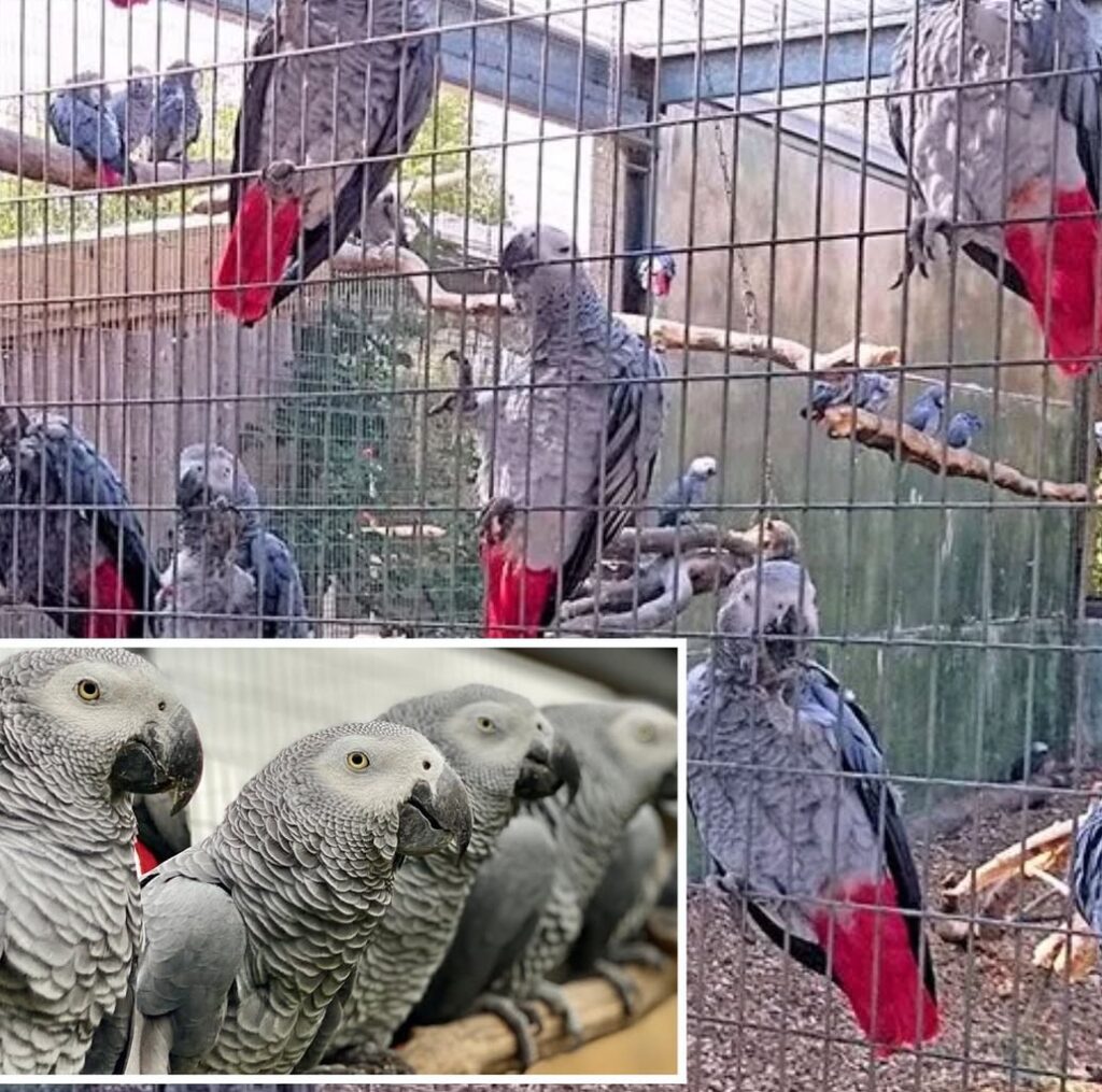 African Grey Parrot for sale in New York