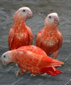 Red African Grey Parrot for Sale