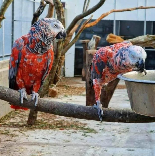 Red Factor African Grey