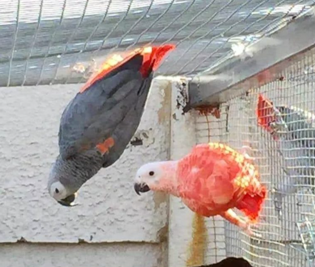 Where to Buy African Grey Parrot USA