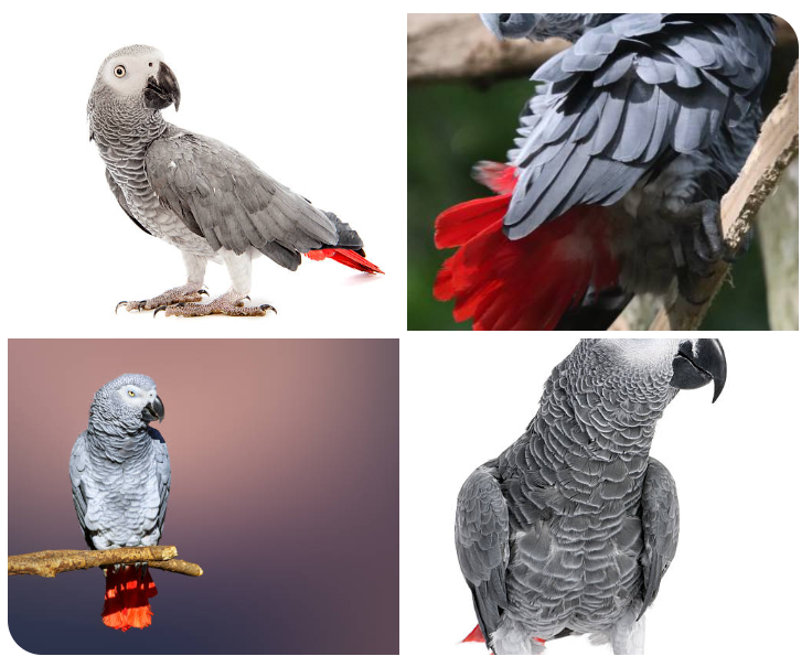 African Grey Parrot for sale in Ohio