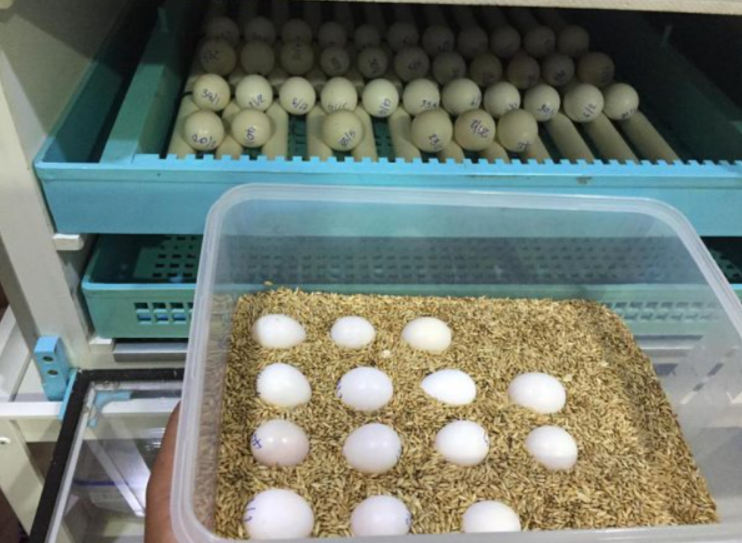 african grey parrot eggs for sale in usa