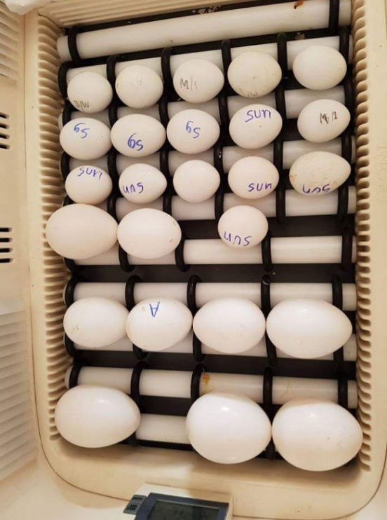 african grey parrot eggs for sale in usa