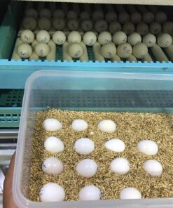 african grey parrot eggs for sale