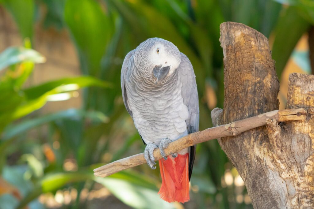African Grey Parrot for sale in Ohio
