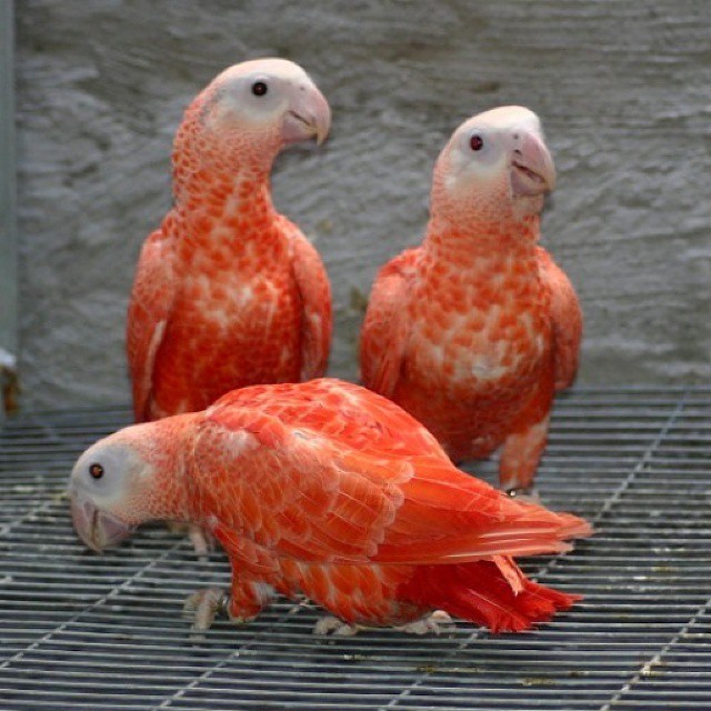 Red Factor African Grey